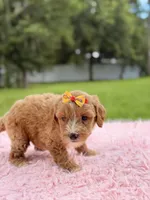Sky - F1bb Micro Goldendoodle , a female Miniature Goldendoodle for sale in Frostproof, FL – 4 of 10