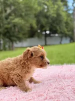Sky - F1bb Micro Goldendoodle , a female Miniature Goldendoodle for sale in Frostproof, FL – 9 of 10