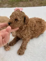 Sandy - F1bb Micro Goldendoodle , a female Miniature Goldendoodle for sale in Frostproof, FL – 4 of 6