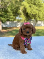 Rose - Micro, a female Miniature Bernedoodle for sale in Frostproof, FL – 1 of 9