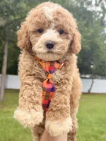 Denver - Toy Goldendoodle , a male Miniature Goldendoodle for sale in Frostproof, FL – 2 of 9