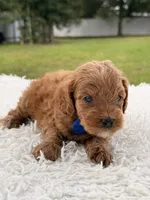 Simba - Micro Goldendoodle , a male Miniature Goldendoodle for sale in Frostproof, FL – 5 of 8