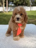 Sammy - F1bb Micro Goldendoodle , a male Miniature Goldendoodle for sale in Frostproof, FL – 7 of 8