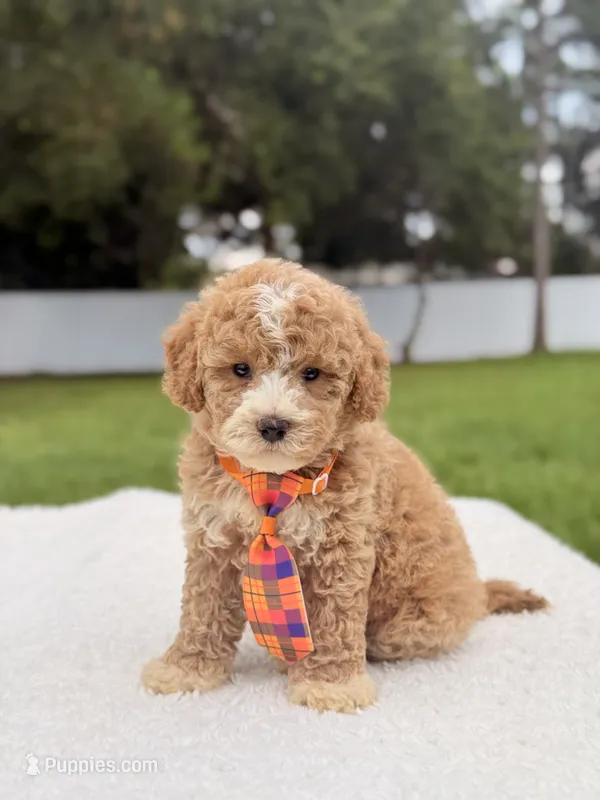 Denver - Toy Goldendoodle  – Miniature Goldendoodle puppy for sale in Frostproof, FL