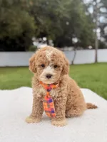 Denver - Toy Goldendoodle , a male Miniature Goldendoodle for sale in Frostproof, FL – 1 of 9