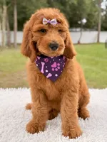 Penelope F1b Standard Goldendoodle, a female Goldendoodle for sale in Frostproof, FL – 5 of 10