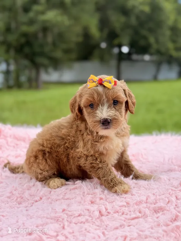 Sky - F1bb Micro Goldendoodle  – Miniature Goldendoodle puppy for sale in Frostproof, FL