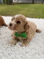Sammy - F1bb Micro Goldendoodle , a male Miniature Goldendoodle for sale in Frostproof, FL – 2 of 4