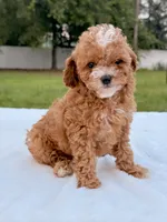 Eddie - F1bb Mini Cavapoo , a male Cavapoo for sale in Frostproof, FL – 3 of 10