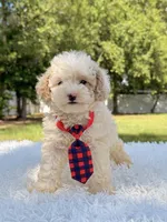 Galaxy , a male Miniature Bernedoodle for sale in Frostproof, FL – 5 of 10