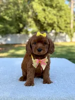 Flower - Toy , a female Miniature Bernedoodle for sale in Frostproof, FL – 9 of 10