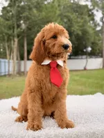 Peanut, a male Goldendoodle for sale in Frostproof, FL – 8 of 9