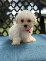 Sammy, a male Morkie for sale in Frostproof, FL – 6 of 6