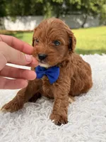 Robert  - Toy , a male Miniature Goldendoodle for sale in Frostproof, FL – 3 of 7