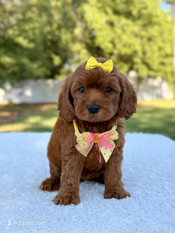 Flower - Toy  – Miniature Bernedoodle puppy for sale in Frostproof, FL
