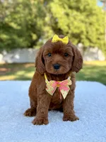 Flower - Toy , a female Miniature Bernedoodle for sale in Frostproof, FL – 1 of 10
