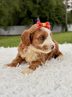 Rylee - toy , a female Miniature Goldendoodle for sale in Frostproof, FL – 2 of 7