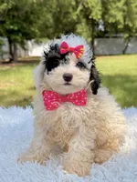 Gypsy , a female Miniature Bernedoodle for sale in Frostproof, FL – 2 of 10