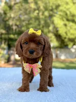 Flower - Toy , a female Miniature Bernedoodle for sale in Frostproof, FL – 4 of 10