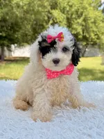 Gypsy , a female Miniature Bernedoodle for sale in Frostproof, FL – 7 of 10