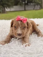 Sky - F1bb Micro Goldendoodle , a female Miniature Goldendoodle for sale in Frostproof, FL – 3 of 8