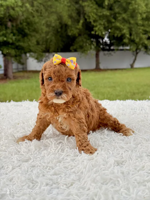 Rosie - Toy  – Miniature Goldendoodle puppy for sale in Frostproof, FL
