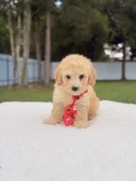 Dallas - Toy Goldendoodle , a male Miniature Goldendoodle for sale in Frostproof, FL – 4 of 8