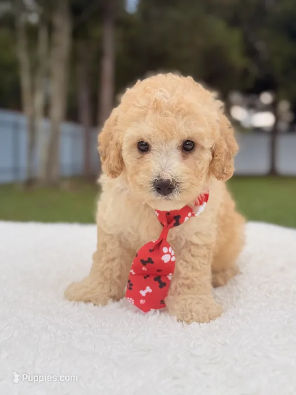 Dallas - Toy Goldendoodle  – Miniature Goldendoodle puppy for sale in Frostproof, FL