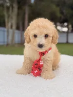 Dallas - Toy Goldendoodle , a male Miniature Goldendoodle for sale in Frostproof, FL – 1 of 8