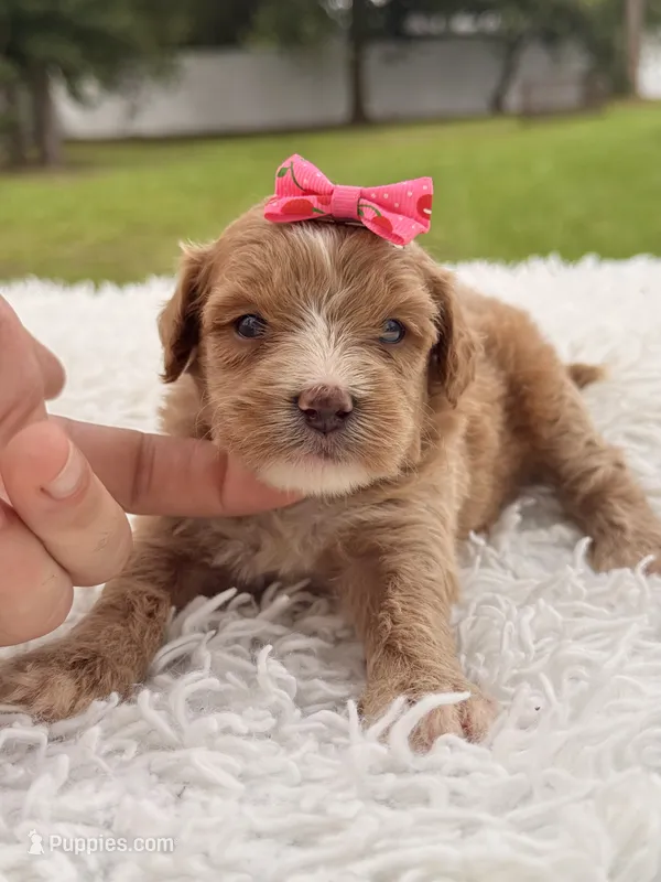 Sky - F1bb Micro Goldendoodle  – Miniature Goldendoodle puppy for sale in Frostproof, FL
