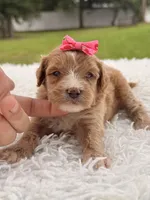Sky - F1bb Micro Goldendoodle , a female Miniature Goldendoodle for sale in Frostproof, FL – 1 of 8