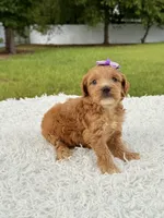 Reese - Toy , a female Miniature Goldendoodle for sale in Frostproof, FL – 2 of 8