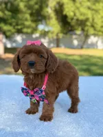 Rose - Micro, a female Miniature Bernedoodle for sale in Frostproof, FL – 5 of 9