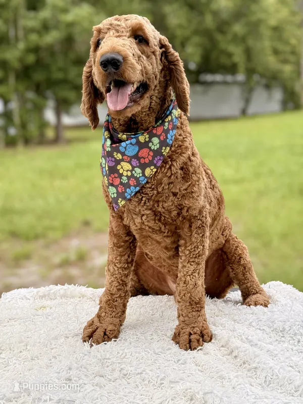 Romeo F1b Standard  – Goldendoodle puppy for sale in Frostproof, FL
