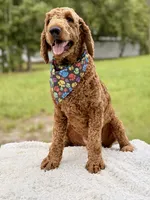 Romeo F1b Standard , a male Goldendoodle for sale in Frostproof, FL – 1 of 6