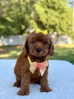 Flower - Toy , a female Miniature Bernedoodle for sale in Frostproof, FL – 3 of 10