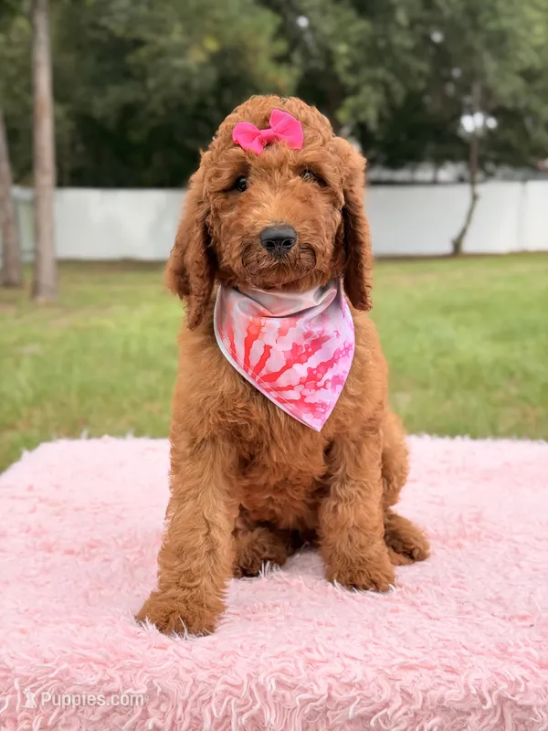 Precious F1b Standard Female  – Goldendoodle puppy for sale in Frostproof, FL