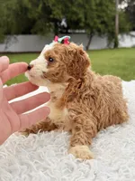 Romy - Toy , a female Miniature Goldendoodle for sale in Frostproof, FL – 6 of 10