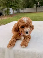 Ethan F1bb Mini Cavapoo , a male Cavapoo for sale in Frostproof, FL – 9 of 10