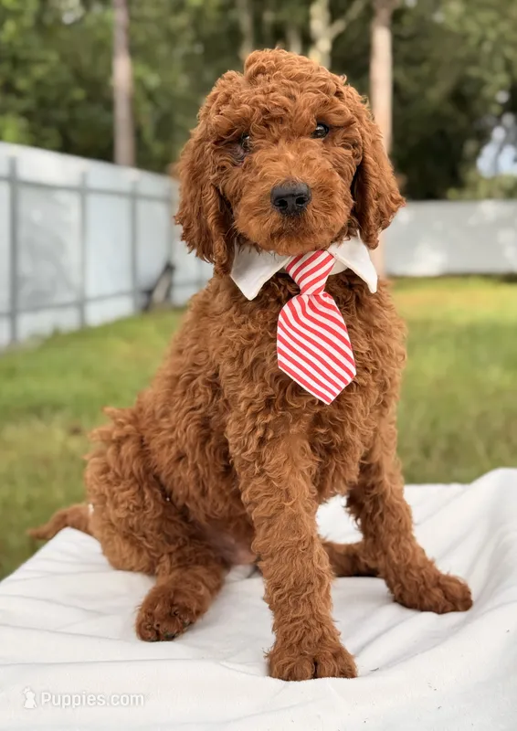Eddie - F1b Stamdard Goldendoodle Male – Goldendoodle puppy for sale in Frostproof, FL