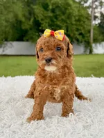 Rosie - Toy , a female Miniature Goldendoodle for sale in Frostproof, FL – 10 of 10