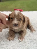 Sky - F1bb Micro Goldendoodle , a female Miniature Goldendoodle for sale in Frostproof, FL – 2 of 8