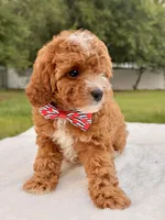 Ethan F1bb Mini Cavapoo , a male Cavapoo for sale in Frostproof, FL – 6 of 10