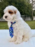 Enzo - F1bb Mini Cavapoo , a male Cavapoo for sale in Frostproof, FL – 10 of 10