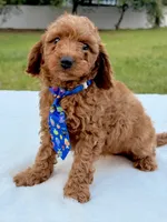 Elfie - F1bb Mini Cavapoo, a male Cavapoo for sale in Frostproof, FL – 2 of 7