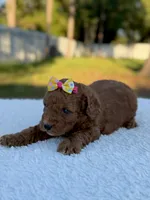 Cora - F1bb Toy Goldendoodle female , a female Goldendoodle and Miniature Goldendoodle for sale in Frostproof, FL – 4 of 9