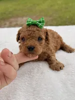 Sadie - Micro Goldendoodle , a female Miniature Goldendoodle for sale in Frostproof, FL – 2 of 4