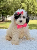 Gypsy , a female Miniature Bernedoodle for sale in Frostproof, FL – 6 of 10