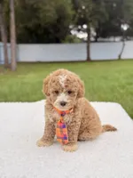 Denver - Toy Goldendoodle , a male Miniature Goldendoodle for sale in Frostproof, FL – 5 of 9