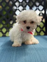 Sammy, a male Morkie for sale in Frostproof, FL – 4 of 6